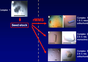 Random Microseed Matrix Screening rMMS video for protein crystallization